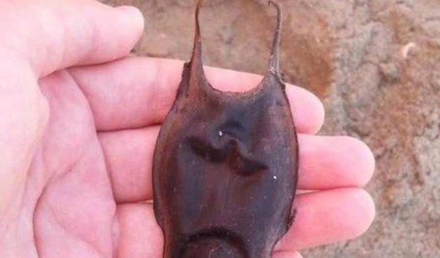 Dünyanın en tehlikeli canlıları