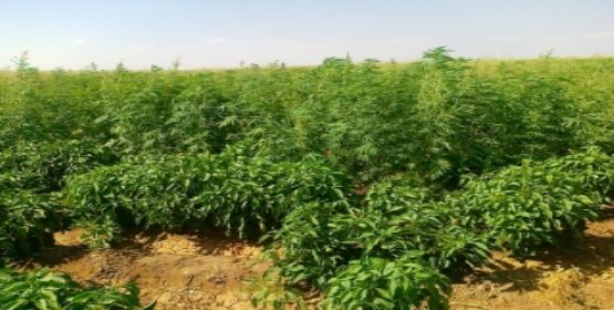 Jandarma kıskıvrak yakaladı! 155 bin kök kenevir ele geçirildi!..
