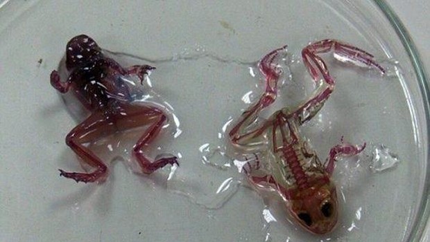 İşte mutant kurbağa gerçeği!