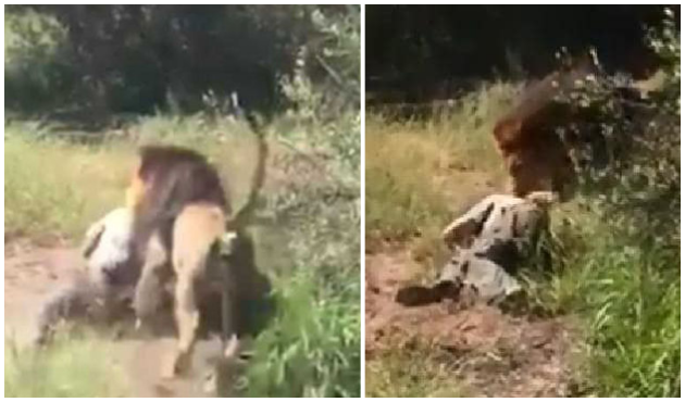 Vahşi yaşam parkında aslan parçaladı!