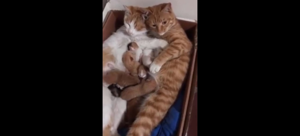 Aşırı tatlı kedi ailesinin müthiş görüntüleri...