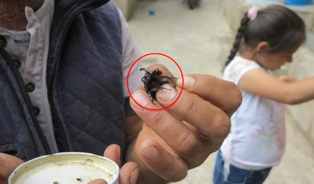 Dünyanın en güçlü böceği evinden çıktı!