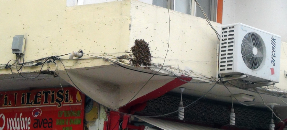 Caddeyi basan arılar vatandaşlara zor anlar yaşattı!