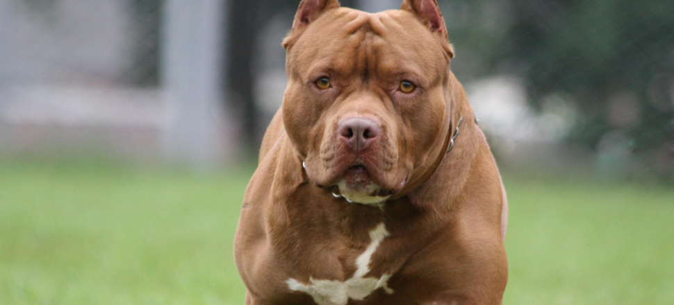 Ünlü model pitbull saldırısına uğradı!