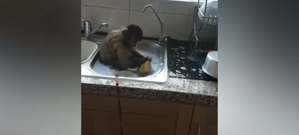 Evde kirli bulaşık bırakmayan maymun!