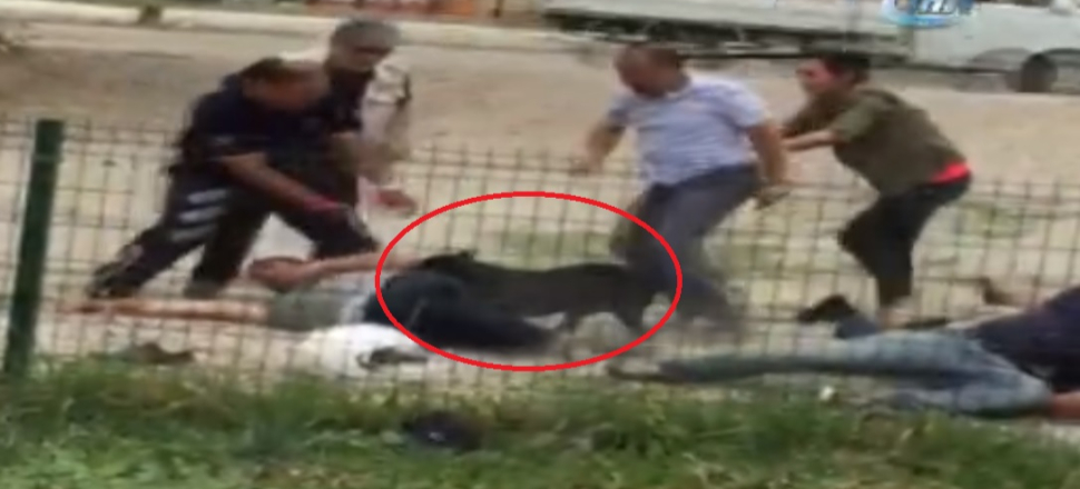 "Saldır" dedi, pitbull polisin kolunu kaptı!