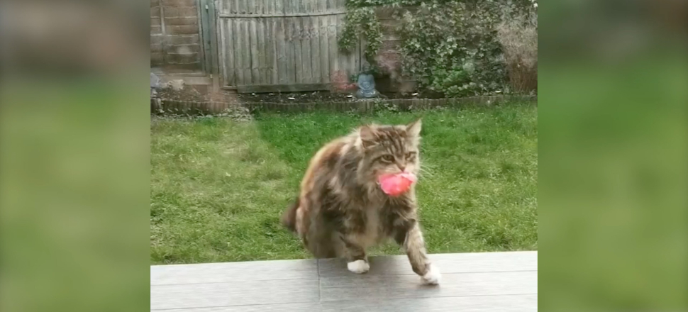 Her sabah komşusunun kapısına çiçek getiren kedi...