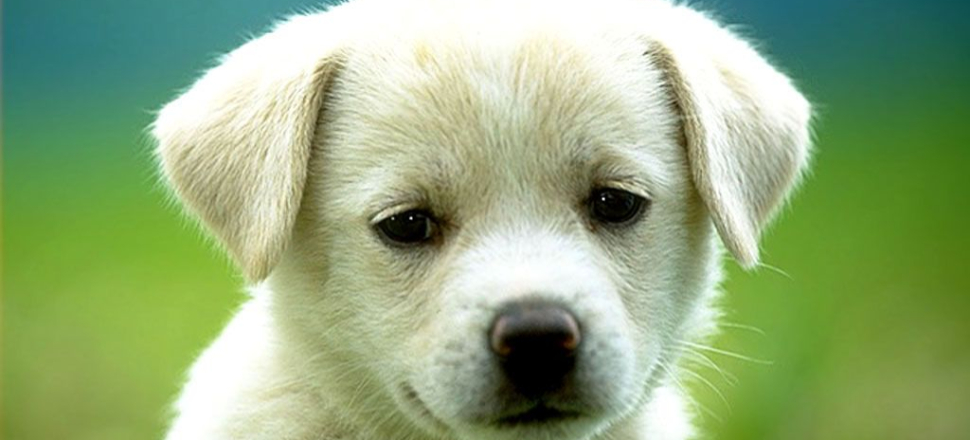 Yavru köpeği canlı canlı kaplumbağaya yedirdi!
