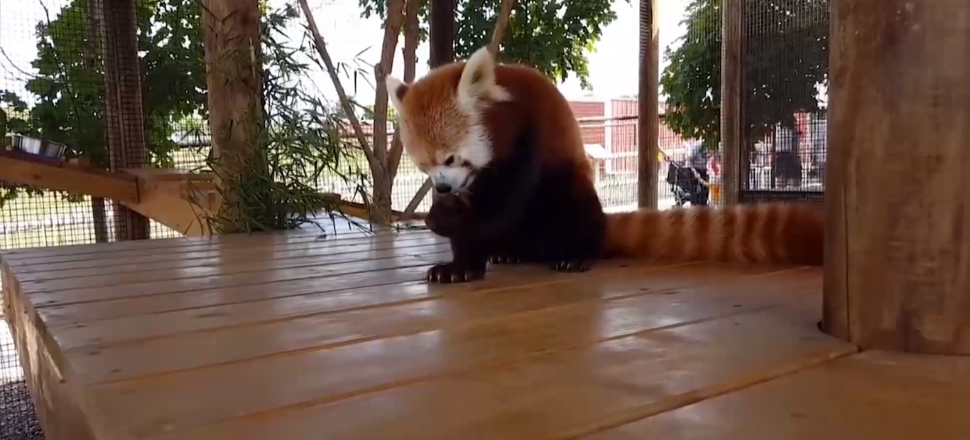 Dünya sevimlisi ayı türü: Kırmızı Panda...