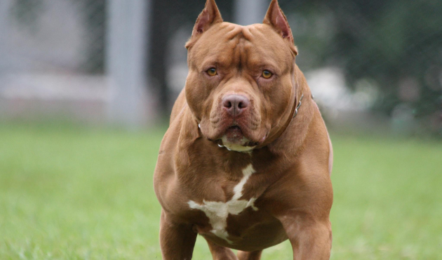 Başıboş köpek dehşet saçtı!