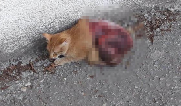 Sokak kedisi derisi yüzülmüş halde bulundu!