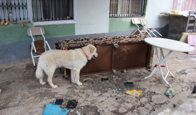 Köpeğin parçaladığı çekyattan para ve altın çıktı!