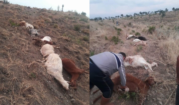Zeytinliklere zarar verdi diye 22 keçiyi öldürdü!
