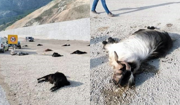 Katkı maddesi içen 22 hayvan telef oldu...