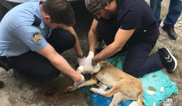 Yaralı köpeği ekip otosuyla hastaneye yetiştirdi!