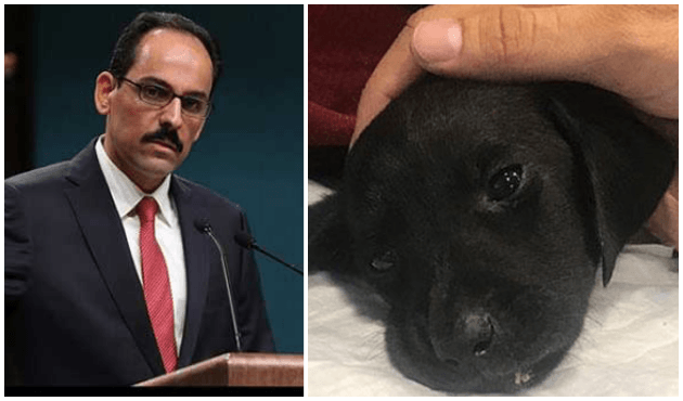 Kalın'dan yavru köpekle ilgili flaş çağrı!