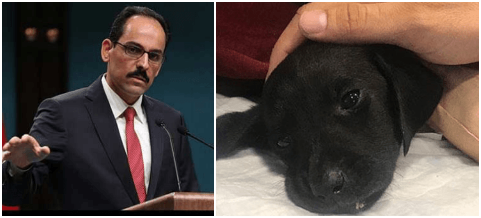 Kalın'dan yavru köpekle ilgili flaş çağrı!