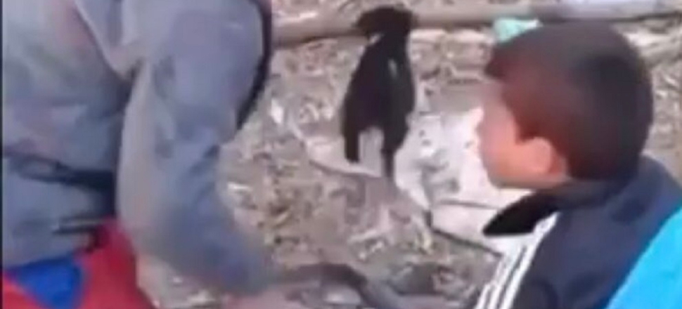 Emniyetten "patileri kesilen köpek" uyarısı!