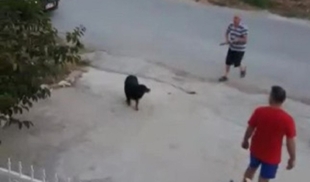 Sokak köpeklerine ateş eden kişi tekrar gözaltında