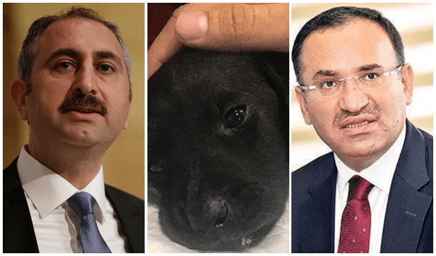 Bozdağ ve Gül'den yavru köpek ile ilgili açıklama!