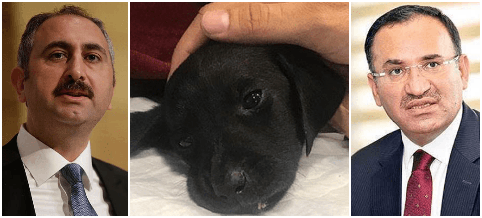 Bozdağ ve Gül'den yavru köpek ile ilgili açıklama!