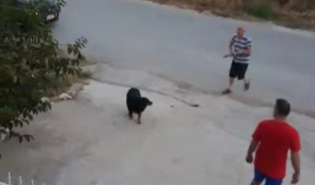 Sokak köpeğine av tüfeğiyle ateş etmişlerdi!