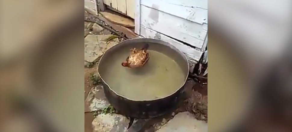 Adana tavuğu serinlemek için iyi bir yöntem bulmuş