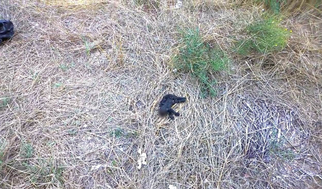Bu kez bir kedi! Vicdansızlar başını kopardı...