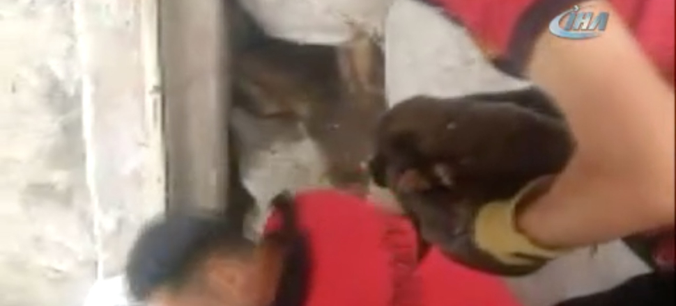 Annelik duygusu, yavrularını kurtardı...