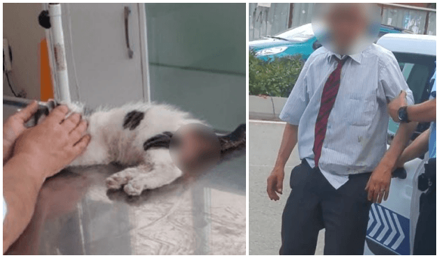 Yavru kediye tecavüz etti! Kadınlar linç edecekti