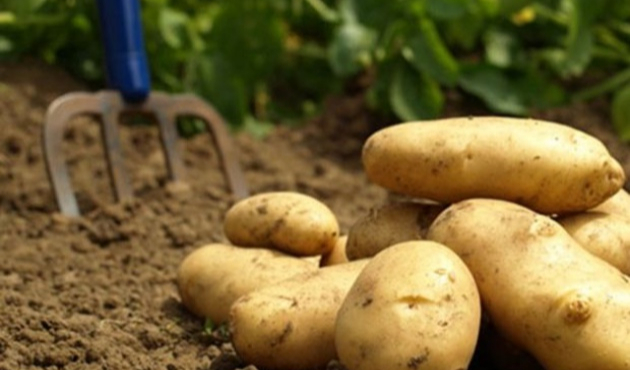 Yükselen patates fiyatlarını düşürecek müdahale!