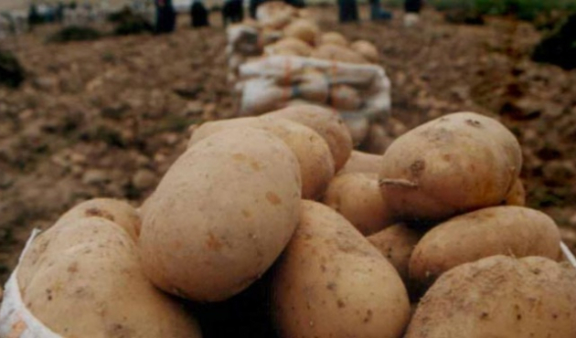 Patates ve soğan fiyatları düşecek!