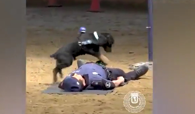 Polis köpeği patileriyle kalp masajı yaptı...