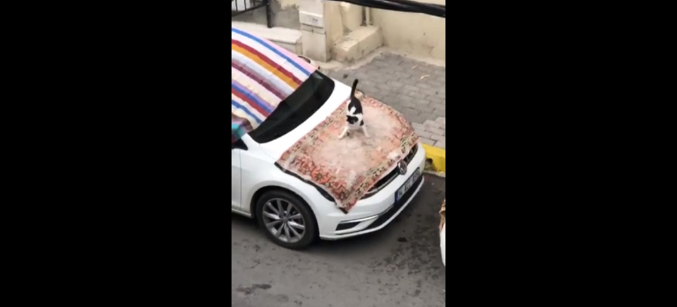 Dolu öncesi arabalar örtülünce en çok kedi sevindi