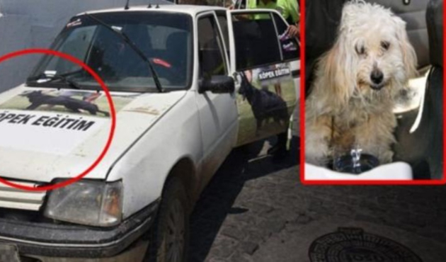Köpeğe eğitim adı altında işkence etti!