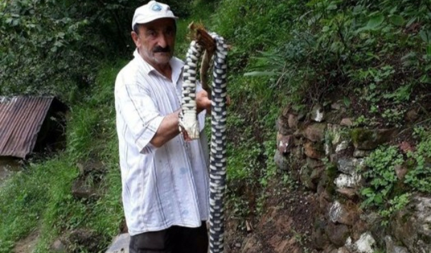 Hopa Engereği denmişti, gerçek farklı çıktı!