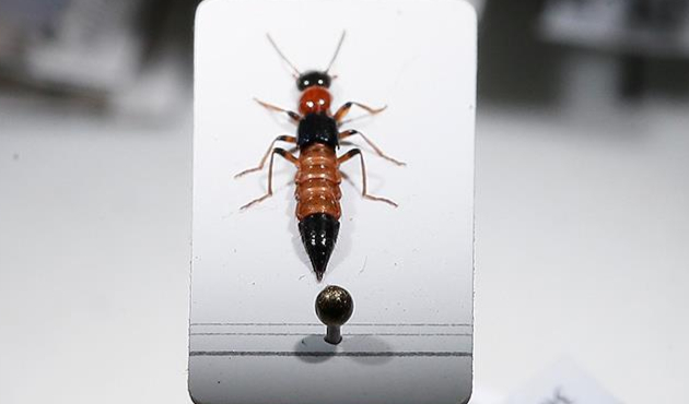 Zehiri ile kanser hastaları için umut oldu!