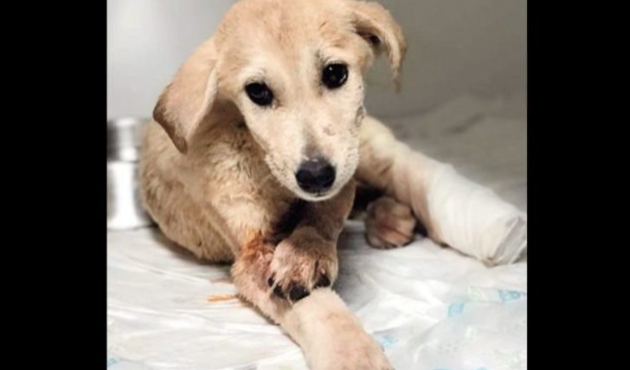 Bir yavru köpek vahşeti de Mardin'den!