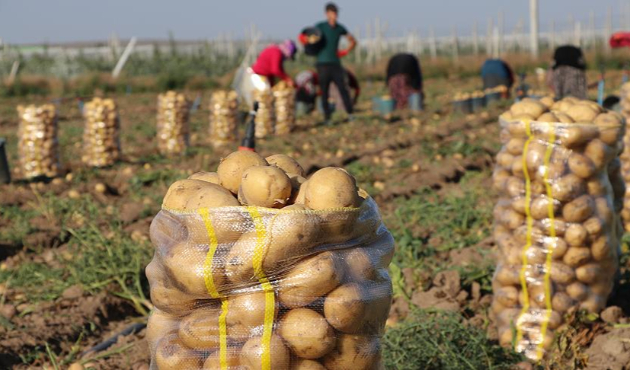 Patates hasadı başladı! Kilosu 1,5 lira...