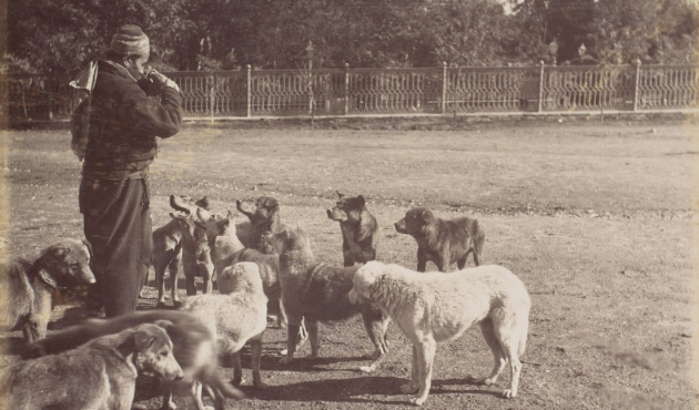 Şehirler ve köpekler