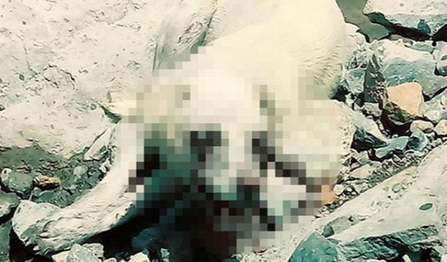 Valilikten köpek vahşeti ile ilgili ilk açıklama!