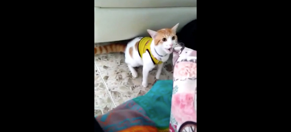 Fanatik kedi Kolombiya'nın golüne böyle sevindi...