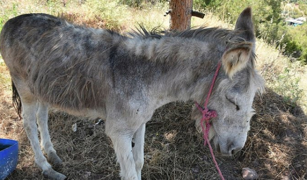 Ölüme terk edilen eşeği, hayvanseverler sahiplendi