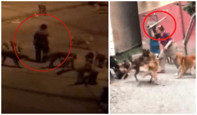 Selime Teyze ile köpek çetesi dehşet saçıyor!