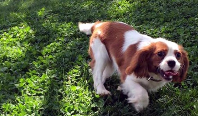 Köpeğini ezeni bulmak için dedektif gibi iz sürdü!