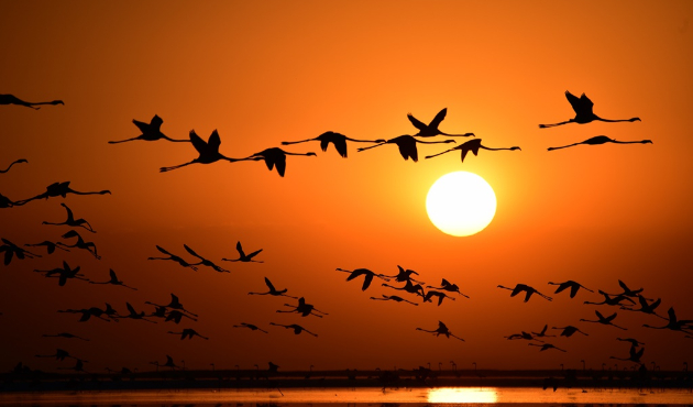 Tuz Gölü'nde flamingo şöleni...