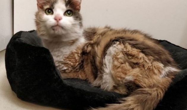 Kayıp kedi 17 yıl sonra sahibine geri döndü!