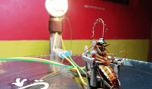 Elektrikli sandalyeyle hamam böceğini idam etti!