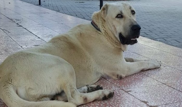 Bu köpeği bulana Antalya'da bir hafta tatil...