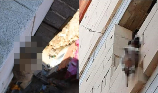 Yavru köpeği inşaatta astılar!
